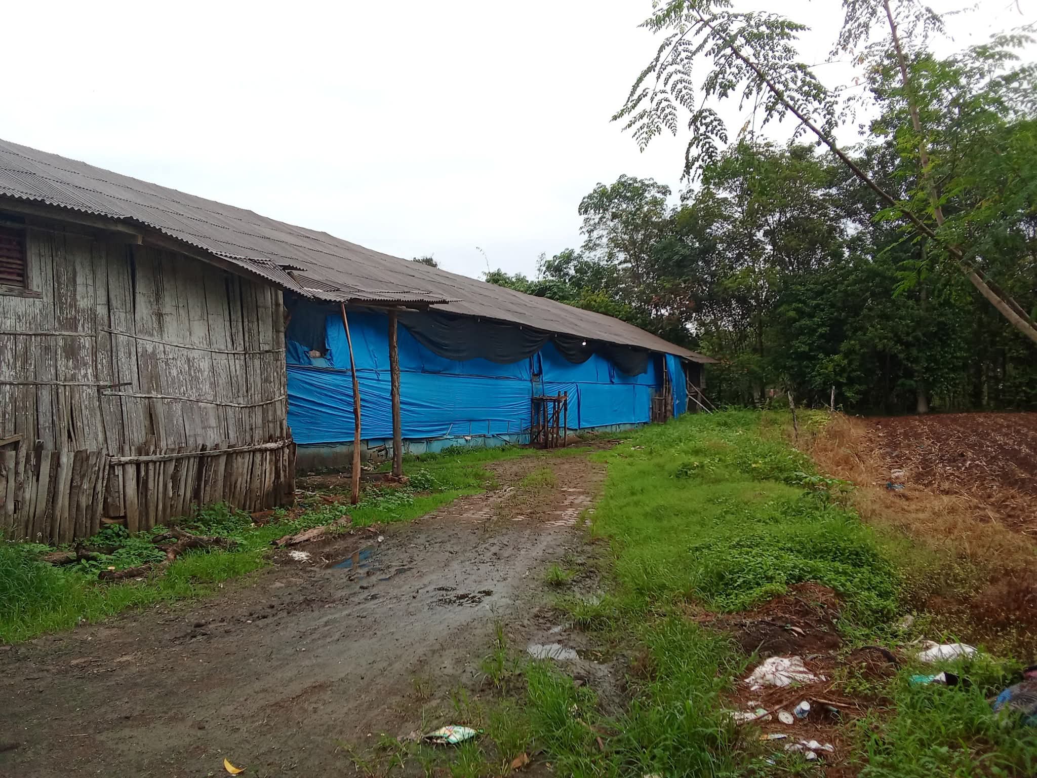 Soal Keluhan Lalat, DLH Lampung Utara : Peternakannya telah Tutup