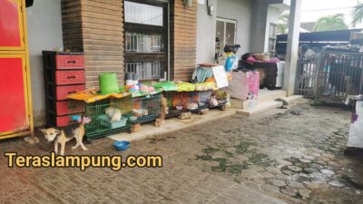 Jengkel dengan Suara alAnjing yang Mengganggu, Warga Perumahan Bumi Asri Bandar Lampung Lapor Polisi