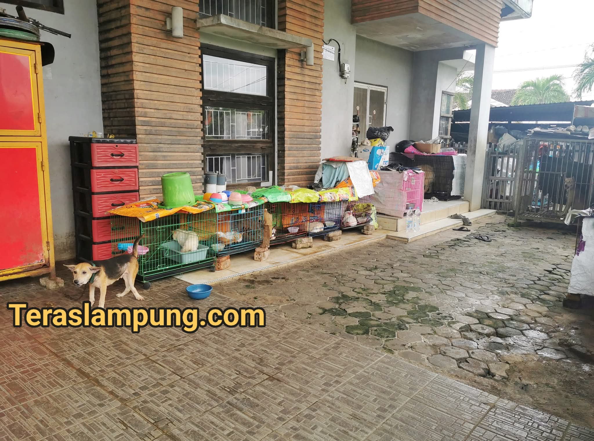 Jengkel dengan Suara alAnjing yang Mengganggu, Warga Perumahan Bumi Asri Bandar Lampung Lapor Polisi