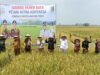 BULOG Lampung Klaim Siap Menyerap GKP Petani dengan Harga Rp6.500/kg