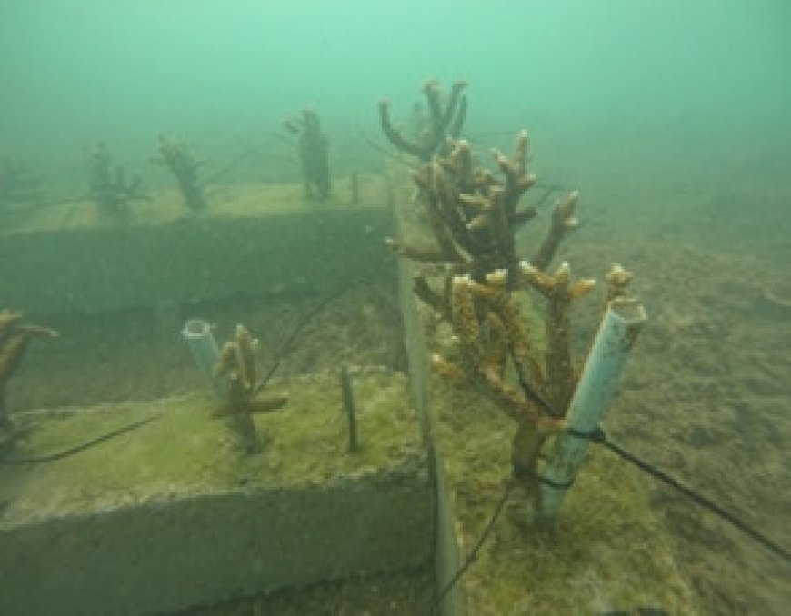 Dosen Unila Tingkatkan Kapasitas Masyarakat Desa Kunjir dalam Rehabilitasi Lingkungan dan Sumber Daya Alam Pasca Bencana dengan Restorasi Ekosistem Terumbu Karang