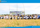 6 Ton per Hektare! Bupati Egi Apresiasi Panen Perdana Padi Biosalin di Lahan Bekas Tambak Sragi