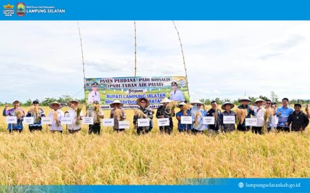 6 Ton per Hektare! Bupati Egi Apresiasi Panen Perdana Padi Biosalin di Lahan Bekas Tambak Sragi