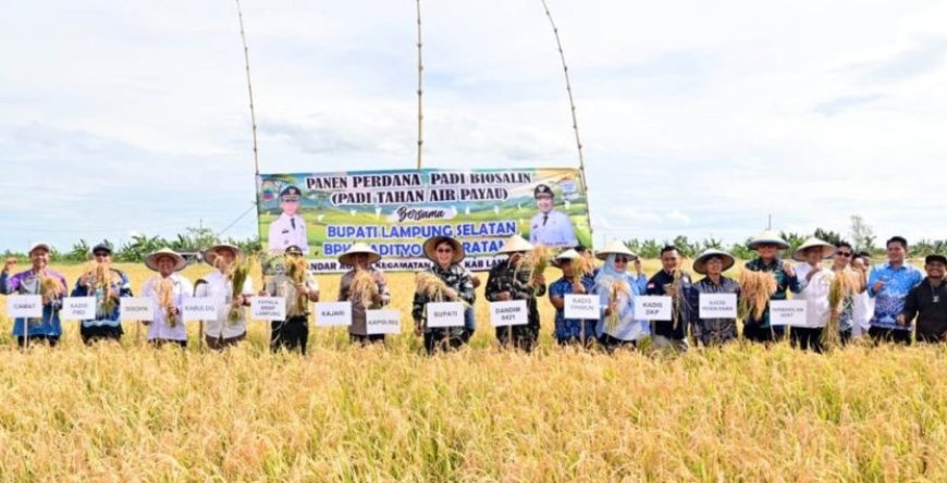 Bupati Egi Apresiasi Panen Perdana Padi Biosalin di Lahan Bekas Tambak Sragi