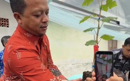Bupati Pringsewu Lakukan Penananam Perdana Bibit Anggur di Sumber Agung