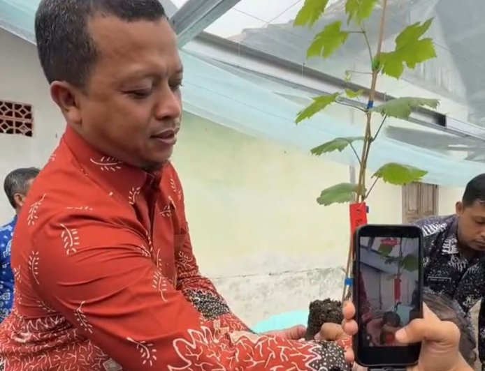 Bupati Pringsewu Lakukan Penananam Perdana Bibit Anggur di Sumber Agung