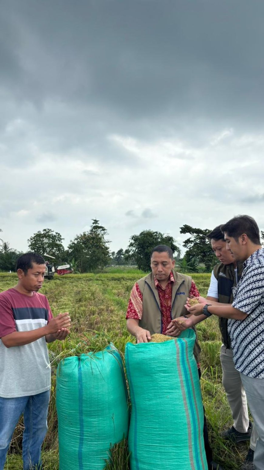 Pengadaan Gabah Bulog  Lampung di Awal 2026 Mencapai 101 ribu ton GKP