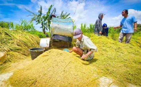 DPRD Lampung Apresiasi Lonjakan Produksi Padi, Ingatkan Perlindungan Harga Gabah