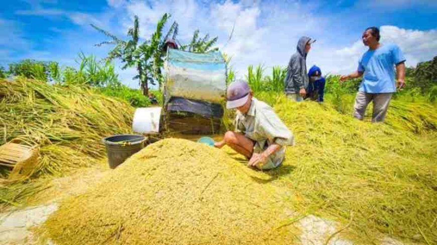 DPRD Lampung Apresiasi Lonjakan Produksi Padi, Ingatkan Perlindungan Harga Gabah