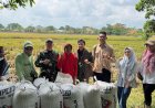 Jaga Ketahanan Pangan, BULOG Lampung Serap 369 Ribu Ton Gabah Petani