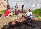Qurban PPTQ MSI Lampung 1447 H Perkuat Nilai Sakai Sambayan dan Kepedulian Sosial Masyarakat Lampung