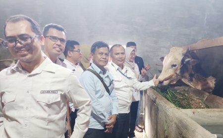 Sapi Kurban Presiden di Lampung Dipasok Peternak Lokal, Bobot Hingga 1,3 Ton