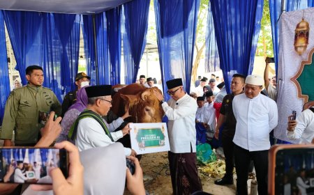 Gubernur Lampung Menerima Hewan Qurban Sapi Limousin dari Presiden Prabowo