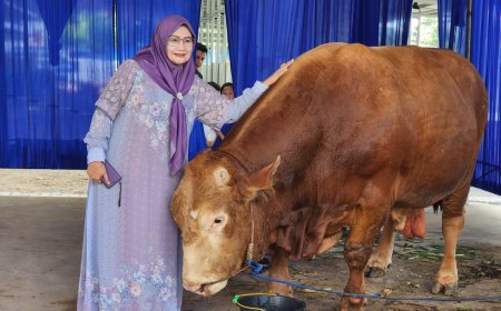 Permintaan Hewan Kurban Naik Tajam, Pengiriman Sapi dari Lampung Tembus 60 Ribu Ekor