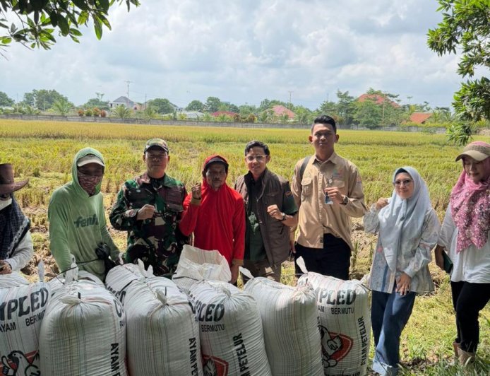 Jaga Ketahanan Pangan, BULOG Lampung Serap 369 Ribu Ton Gabah Petani