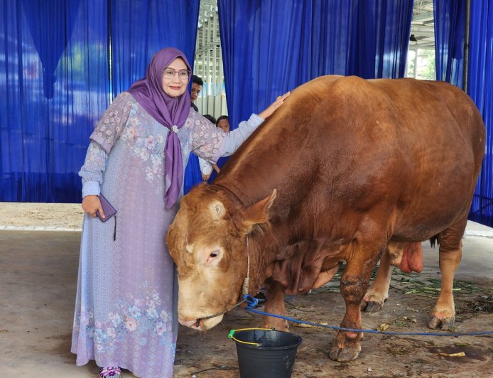 Permintaan Hewan Kurban Naik Tajam, Pengiriman Sapi dari Lampung Tembus 60 Ribu Ekor