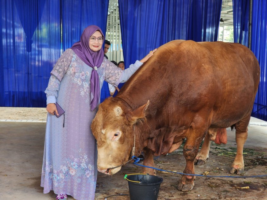 Permintaan Hewan Kurban Naik Tajam, Pengiriman Sapi dari Lampung Tembus 60 Ribu Ekor