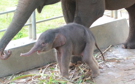 Usai Kelahiran Harimau Sumatera, Lembah Hijau Lampung Sambut Bayi Gajah Betina
