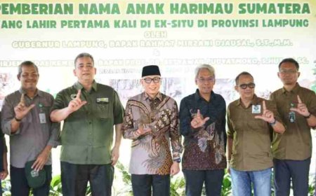 Dua Anak Harimau Sumatera Tampil Perdana, Gubernur Lampung Beri Nama Puspa dan Muli Sikop
