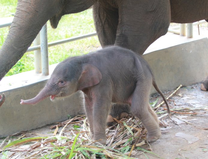 Usai Kelahiran Harimau Sumatera, Lembah Hijau Lampung Sambut Bayi Gajah Betina
