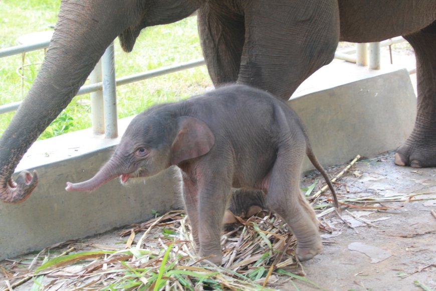 Usai Kelahiran Harimau Sumatera, Lembah Hijau Lampung Sambut Bayi Gajah Betina