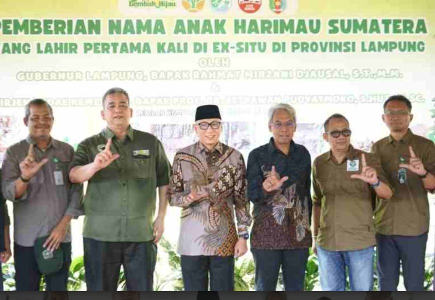 Dua Anak Harimau Sumatera Tampil Perdana, Gubernur Lampung Beri Nama Puspa dan Muli Sikop