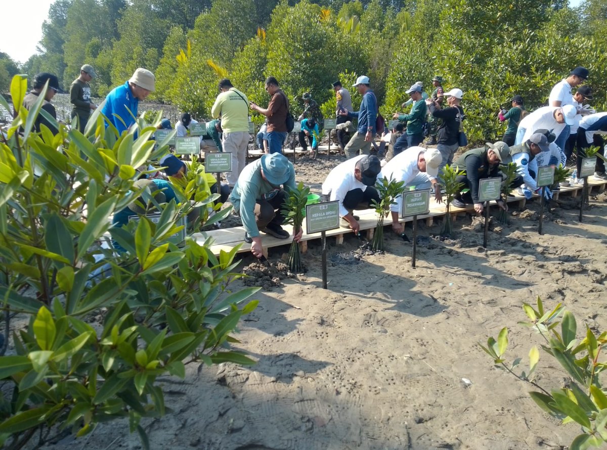 Hari Mangrove se-Dunia 2026 Mitra Bentala Tanam 5.000 Mangrove di Pesawaran