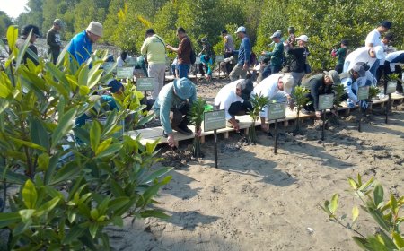 Hari Mangrove se-Dunia 2026 Mitra Bentala Tanam 5.000 Mangrove di Pesawaran