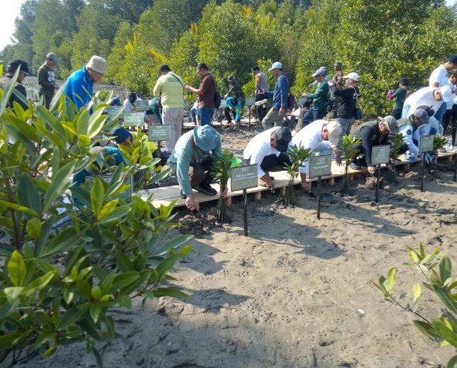 Hari Mangrove se-Dunia 2026 Mitra Bentala Tanam 5.000 Mangrove di Pesawaran