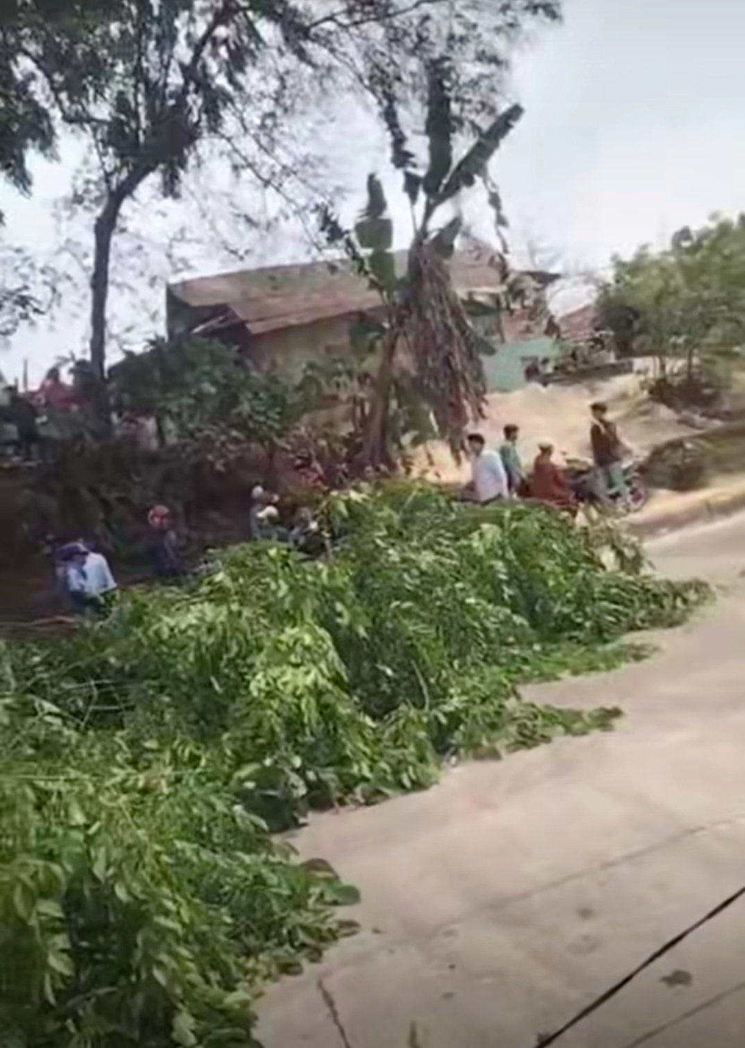 BPBD Bandarlampung Evakuasi Pohon Tumbang di Rajabasa