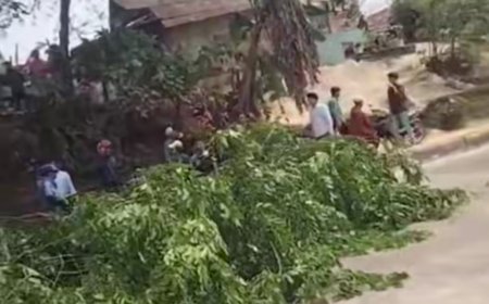 BPBD Bandarlampung Evakuasi Pohon Tumbang di Rajabasa
