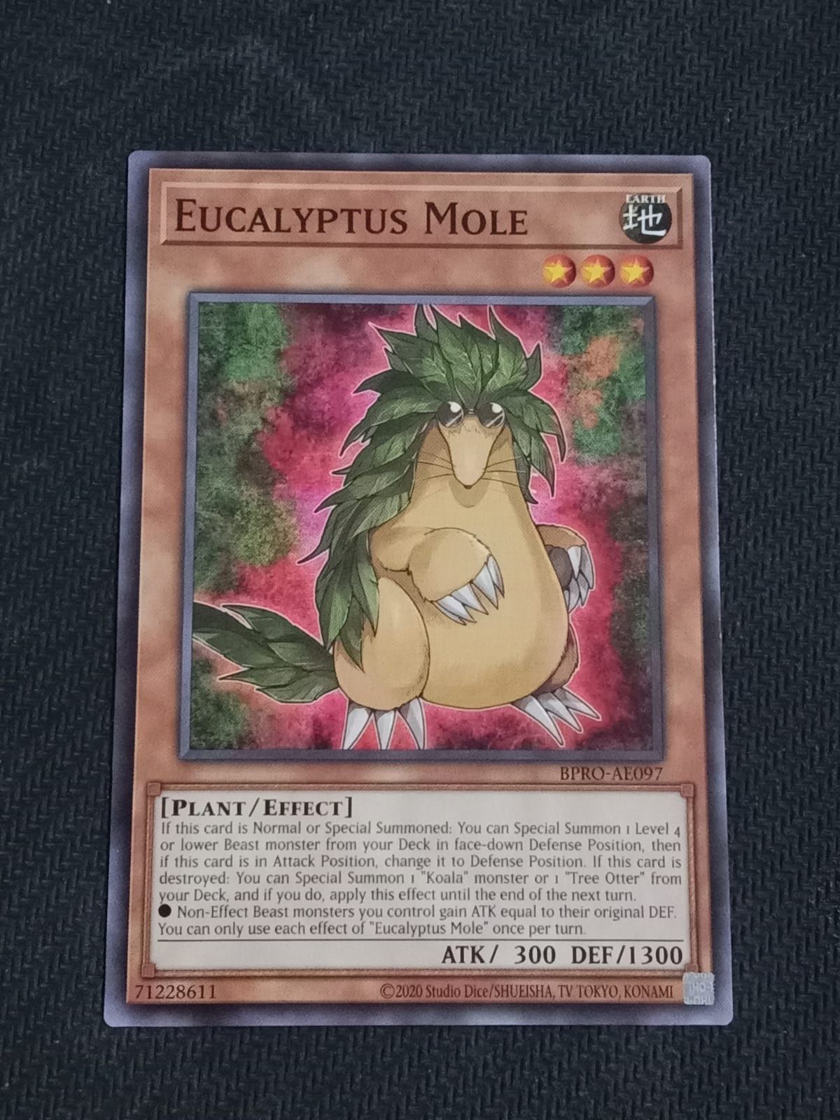 BPRO-AE097 Eucalyptus Mole Common