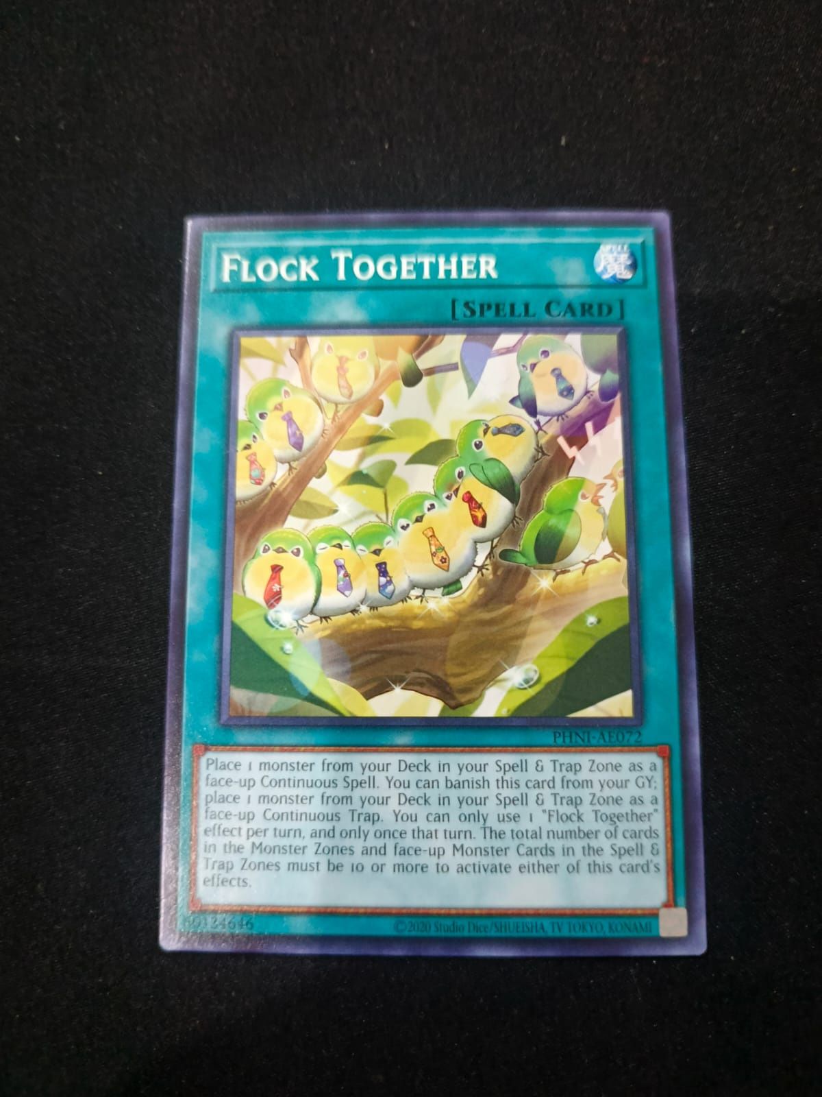 PHNI-AE072 Flock Together Common