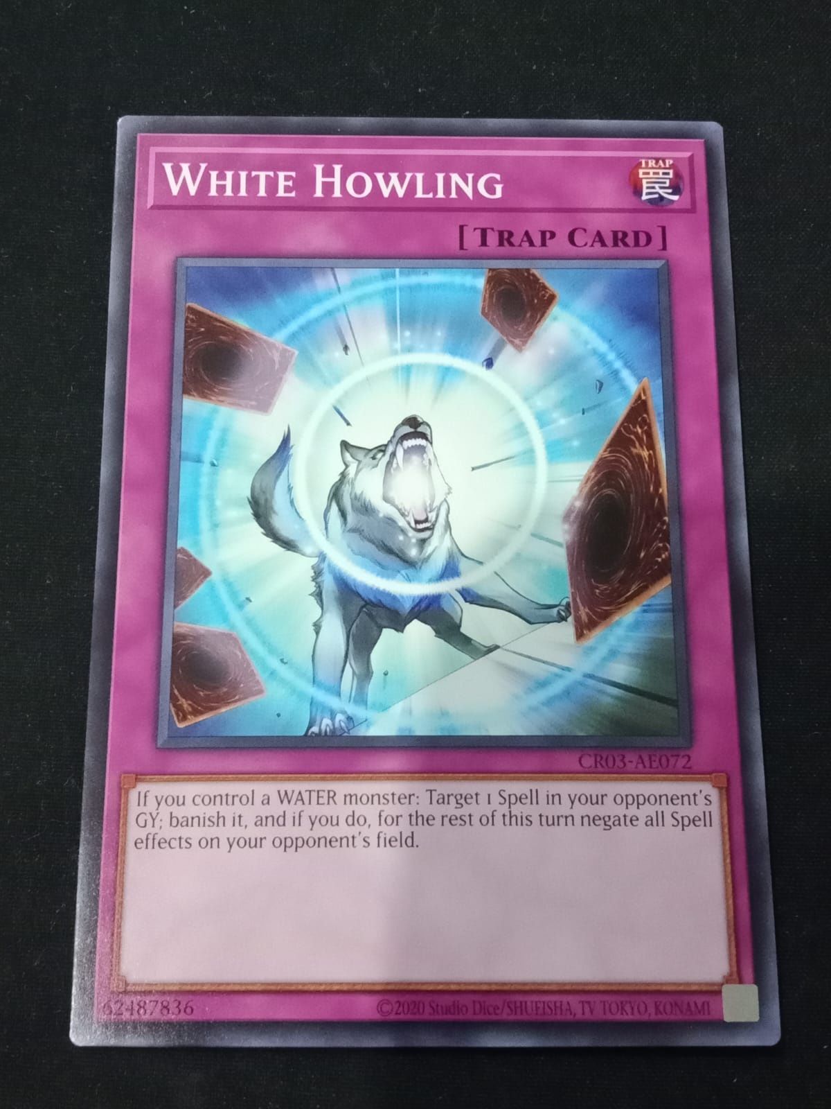 CR03-AE072 White Howling Common