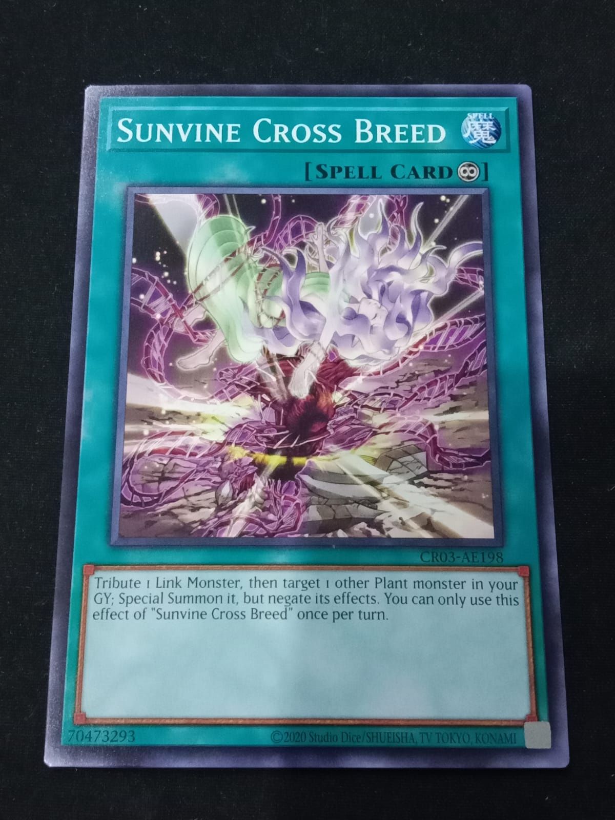 CR03-AE198 Sunvine Cross Breed Common