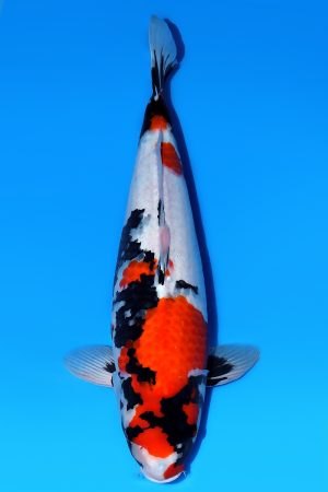 Showa Sanshoku WS-2024-01