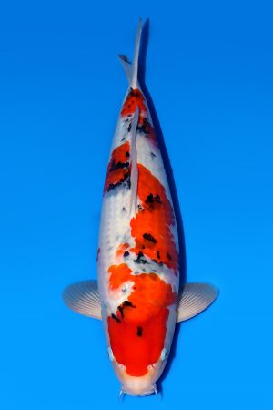 Taisho Sanshoku WS-2024-02