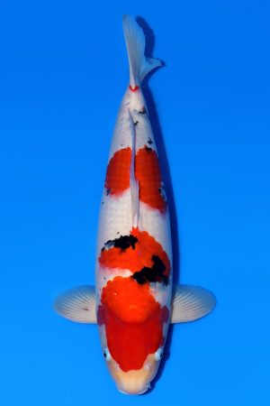 Taisho Sanshoku WS-2024-03