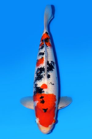 Taisho Sanshoku WS-2024-04