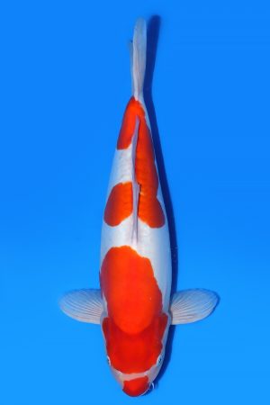 Doitsu Kohaku WS-2024-05