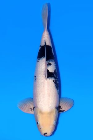 Shiro Utsuri WS-2024-06