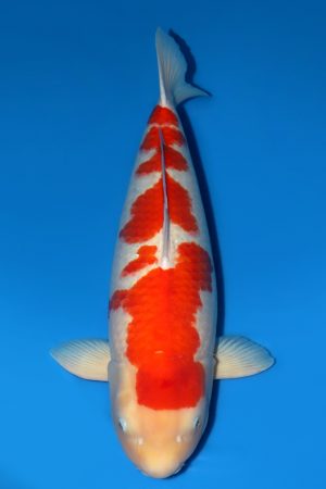 Kohaku