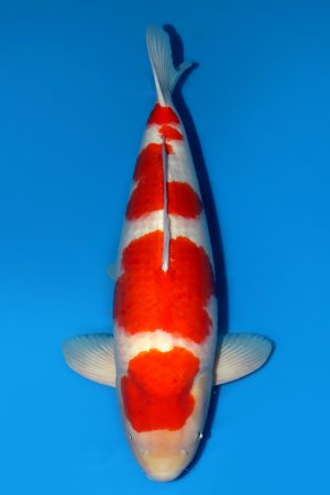 Kohaku