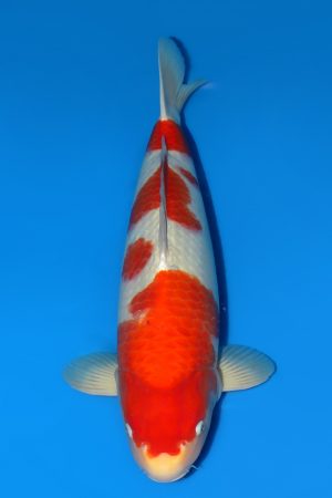 Kohaku