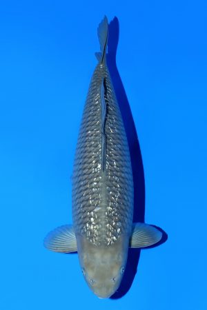 Ginrin Chagoi SWS-8-2025-01