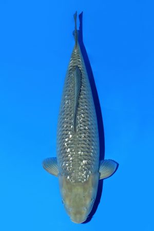 Ginrin Chagoi SWS-8-2025-02