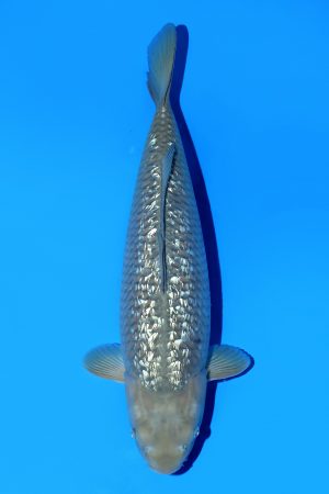 Ginrin Chagoi SWS-8-2025-03