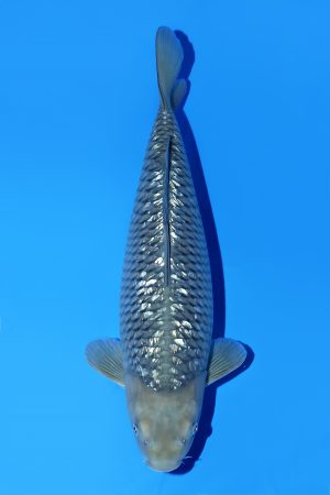 Ginrin Chagoi SWS-8-2025-04