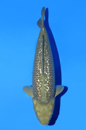 Ginrin Chagoi SWS-8-2025-06