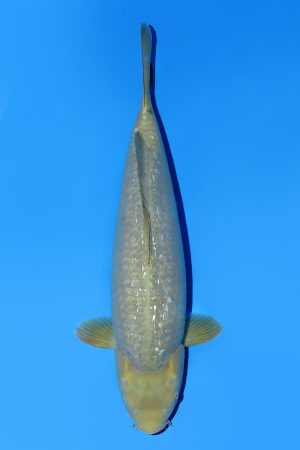 Ginrin Chagoi SWS-8-2025-07